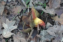 Xerocomellus dryophilus