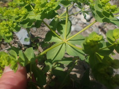 Euphorbia helioscopia