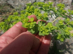 Euphorbia helioscopia