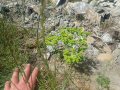 Euphorbia helioscopia