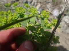 Euphorbia helioscopia