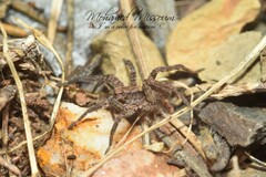 Alopecosa albofasciata