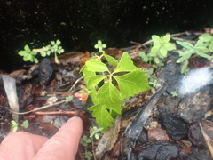Parthenocissus quinquefolia