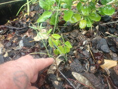 Parthenocissus quinquefolia