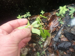 Parthenocissus quinquefolia