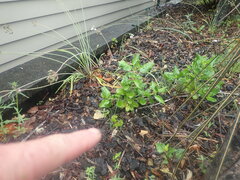 Parthenocissus quinquefolia