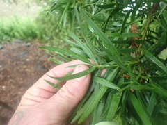 Afrocarpus falcatus