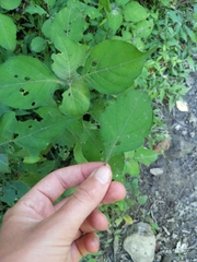 Isoglossa woodii