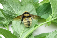 Bombus fragrans