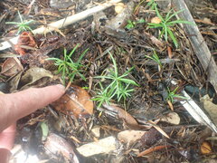 Afrocarpus falcatus