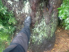 Afrocarpus falcatus