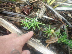 Afrocarpus falcatus