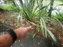 Afrocarpus falcatus