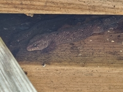 Diplodactylidae