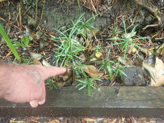 Afrocarpus falcatus