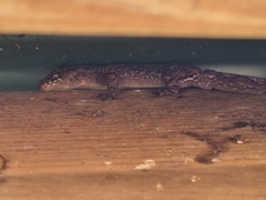Diplodactylidae