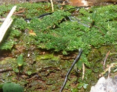 Buxbaumia viridis