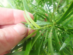 Afrocarpus falcatus