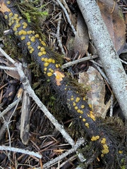 Dacrymyces