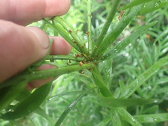 Afrocarpus falcatus