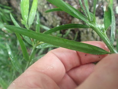 Afrocarpus falcatus
