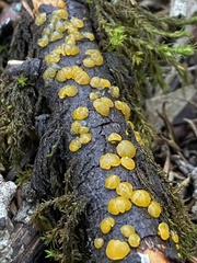 Dacrymyces