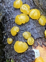 Dacrymyces