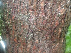 Afrocarpus falcatus