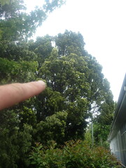 Afrocarpus falcatus
