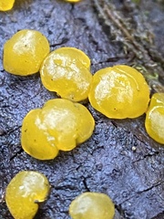 Dacrymyces