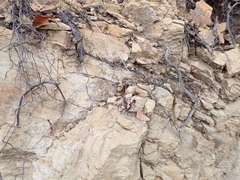 Priocnemis conformis