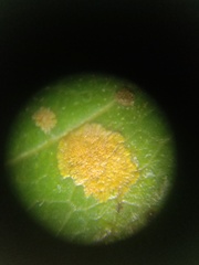 Cephaleuros virescens