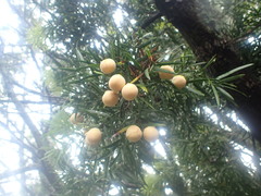 Afrocarpus falcatus