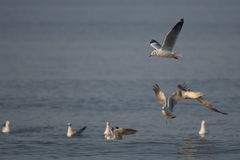 Chroicocephalus brunnicephalus