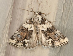 Cryphia leucomelaena