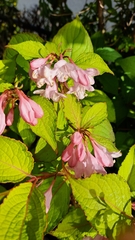 Weigela