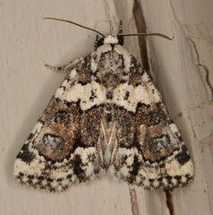 Cryphia leucomelaena