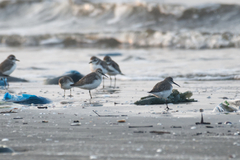 Calidris ferruginea