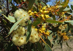 Eucalyptus socialis