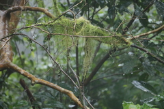 Meteoriaceae
