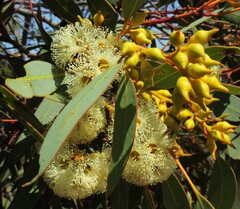 Eucalyptus socialis