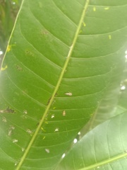 Idioscopus clypealis