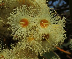 Eucalyptus socialis