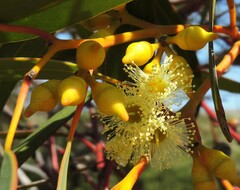 Eucalyptus socialis