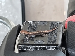 Lepidodactylus lugubris