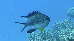 Amblyglyphidodon leucogaster