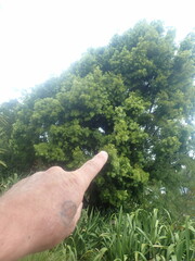 Afrocarpus falcatus
