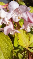 Weigela