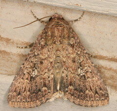 Condica capensis