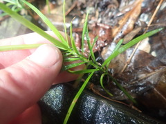 Afrocarpus falcatus